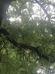 Gleditsia triacanthos