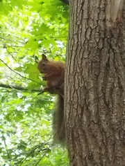 Sciurus vulgaris