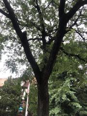Gleditsia triacanthos