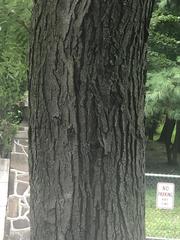 Gleditsia triacanthos