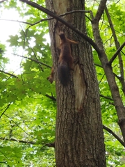 Sciurus vulgaris