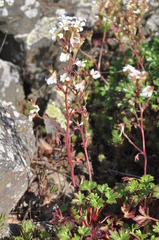 Saxifraga genesiana