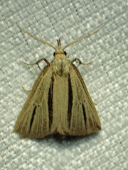 Macrochilo bivittata