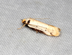 Philobota thiocrossa