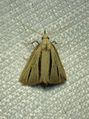 Macrochilo bivittata