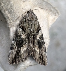 Catocala blandula