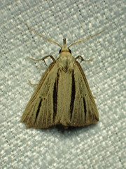 Macrochilo bivittata