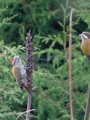 Chloropicus abyssinicus