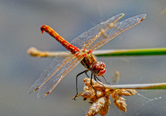 Sympetrum corruptum