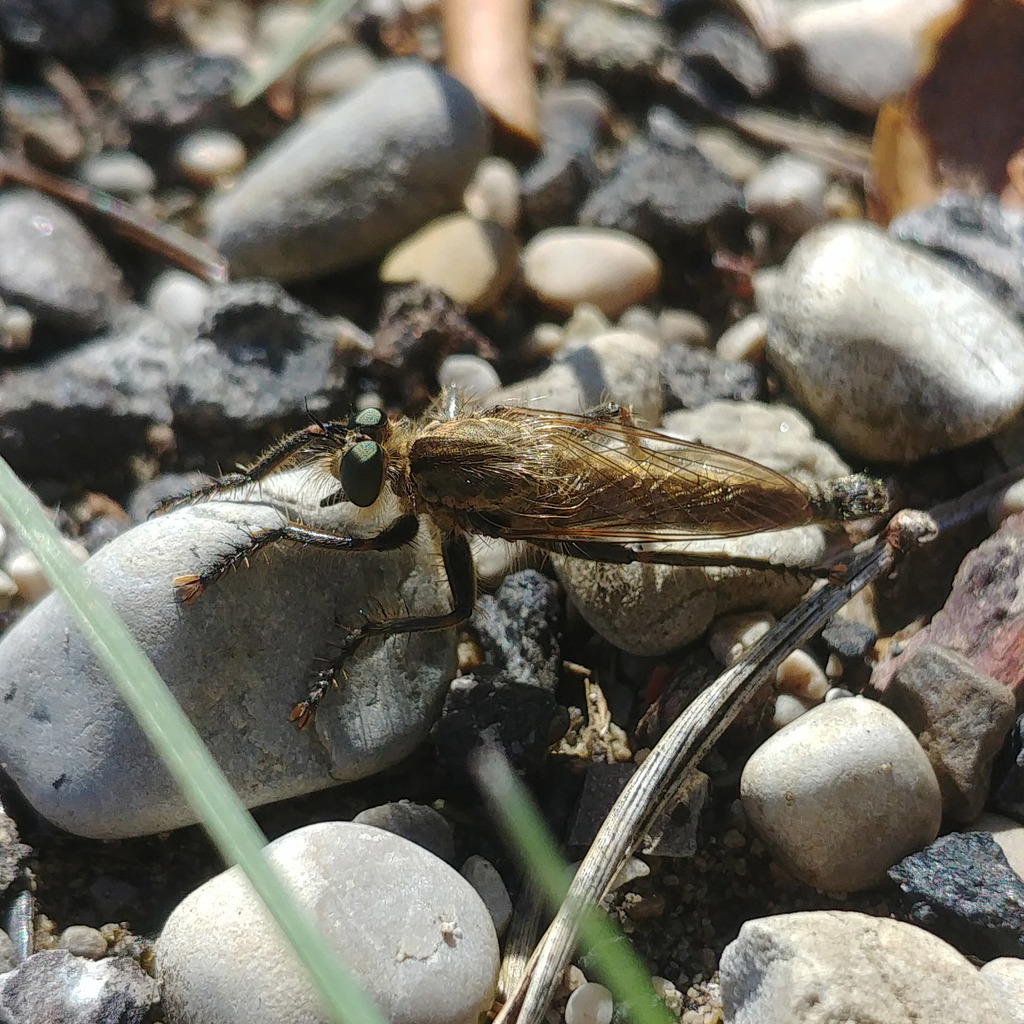 Downland Robberfly