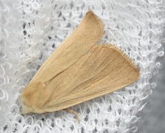 Arenostola phragmitidis