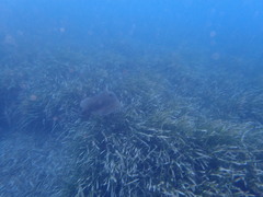 Pteroplatytrygon violacea