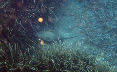 Pteroplatytrygon violacea