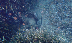 Pteroplatytrygon violacea