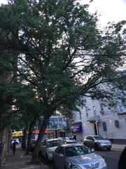 Gleditsia triacanthos