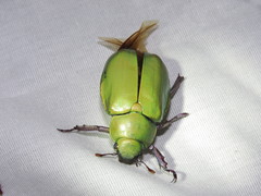 Chrysina beyeri