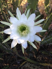 Trichocereeae