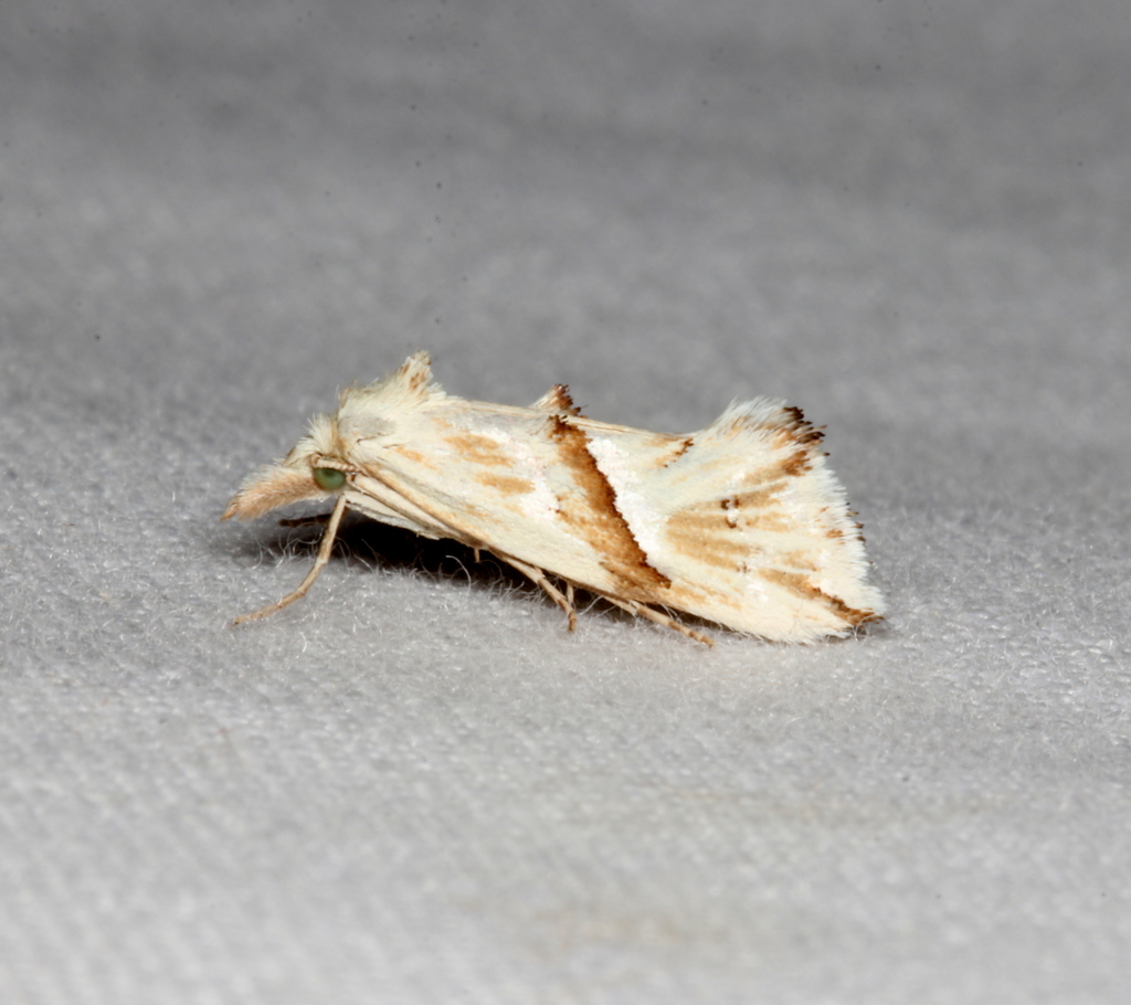 Heliocosma argyroleuca