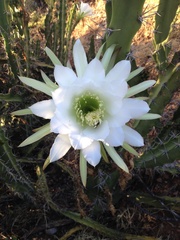 Trichocereeae