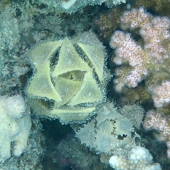 Turbinaria decurrens