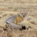 Swift Fox - Photo (c) leptim, some rights reserved (CC BY-NC)