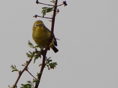 Zosterops abyssinicus