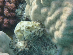 Turbinaria decurrens