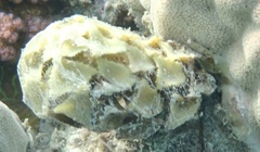 Turbinaria decurrens