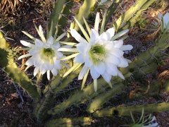 Trichocereeae