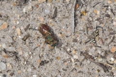Parnopes grandior