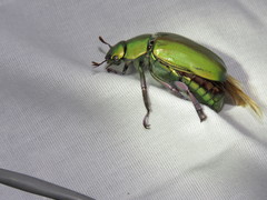 Chrysina beyeri