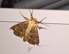 Apamea monoglypha