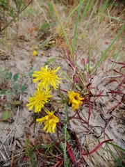 Hieracium umbellatum