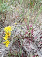 Hieracium umbellatum