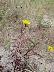 Hieracium umbellatum