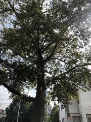Platanus occidentalis