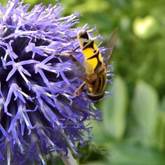 Helophilus trivittatus