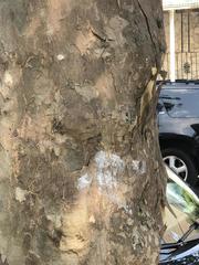 Platanus occidentalis