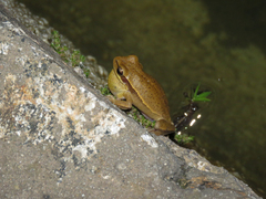 Boana prasina