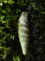 Alinda biplicata