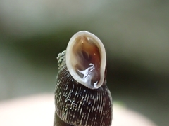 Alinda biplicata