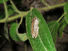 Scinax obtriangulatus