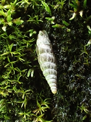 Alinda biplicata