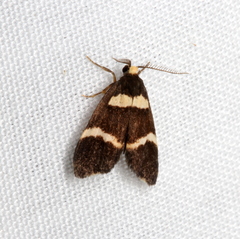 Thallarcha phalarota