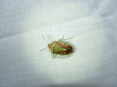 Banasa subcarnea