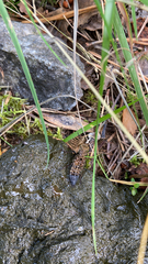 Ontholestes tessellatus