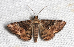 Aporoctena scierodes