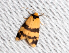 Thallarcha chrysochares