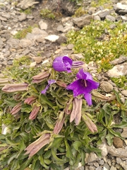 Campanula alpestris