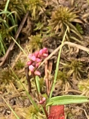 Persicaria minor